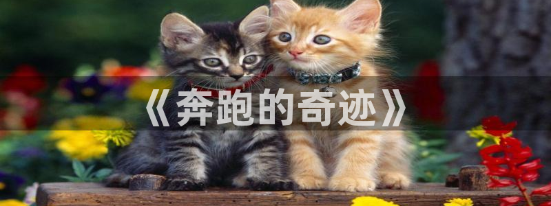 《奔跑的奇迹》